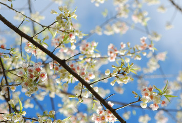 Prunus cerasoides or Wild Himalayan cherry, pink blossom in north of Thailand