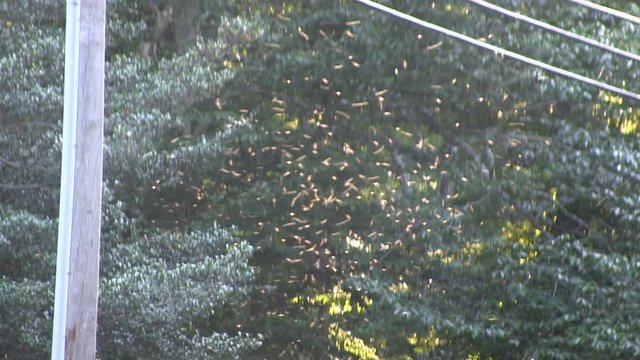 Gnats flying above wooded road with backdrop of trees near telephone pole and wires
