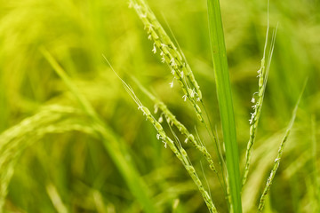 Fototapeta na wymiar In the rice fields