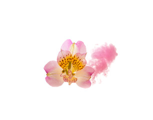 
29/5000
Rozovaya orkhideya na belom fone
Pink orchid on a white background