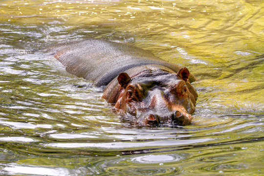 large mammal of a wild animal, hippopotamus in water