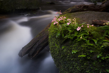 Mun-Dang waterfall with pink snapdragon (antirrhinum) flower in Petchaboon province,Thailand