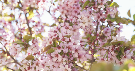 sakura in bloom in sunny spring day