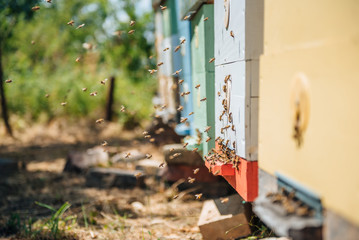 Hives in an apiary with bees flying