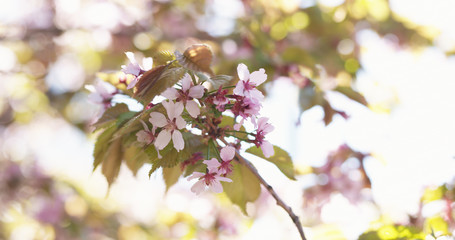 sakura in bloom in sunny spring day