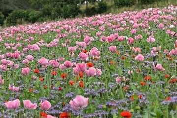 Schlafmohnfeld mit Klatschmohn und Bienenfreund
