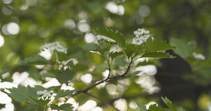 blossom hawthorn in spring light