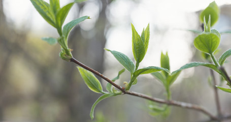 jasmine leaves in spring light