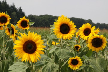 Fototapeta premium Sonnenblumen wachsen in der Natur
