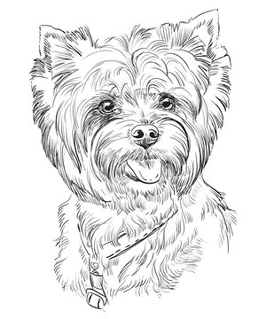 Hand drawing vector portrait of Yorkshire Terrier