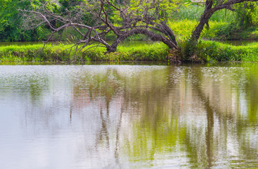 The dried of tree reflect on water