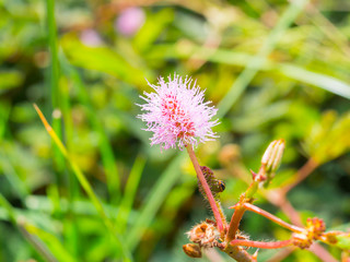 Close up Sensitive plant flower,Mimosa Pudica also known as sensitive plant, humble plant