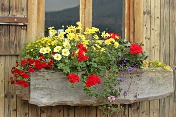 Fototapeta na wymiar Rot-gelb bepflanzter Balkonkasten aus Holz an Holzhaus
