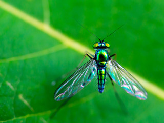Close up Long legged fly stand on green leaves, Beautiful green fly in nature