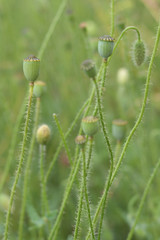 Bud and green poppy head, Opium poppy, blossom (Papaver rhoeas)
