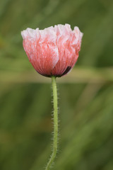 Opium poppy, blossom (Papaver rhoeas)