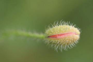 Bud of poppy, Opium poppy, blossom (Papaver rhoeas)