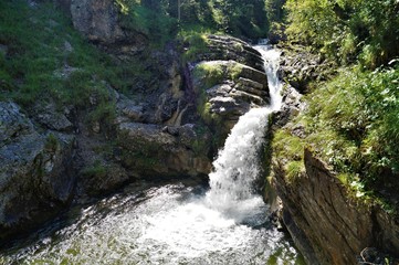 Kuhfluchtfälle