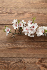 Naklejka na ściany i meble Flor del almendro sobre madera marrón