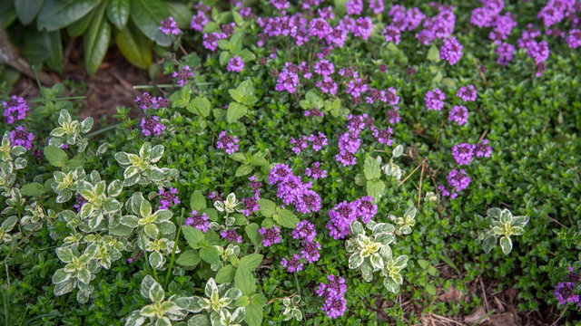 Fresh green thyme herbs with pink flowers