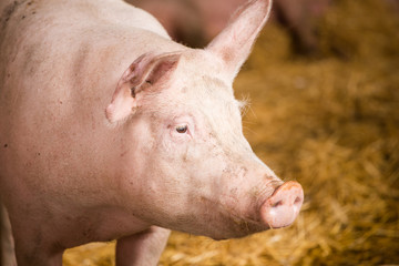 Close up portraits of pigs in a pigsty on a farm