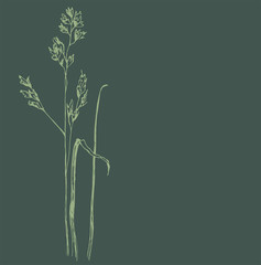 
Spikelets of flowering grass
