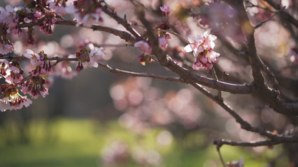 sakura in bloom in sunny spring day
