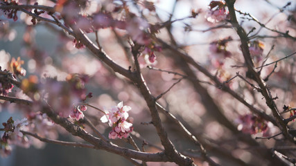 sakura in bloom in sunny spring day