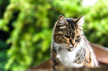 A domestic cat outdoors 