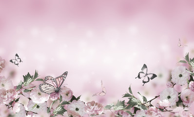 Naklejki  Kwiaty tło z niesamowitą wiosną sakura z motylami. Kwiaty wiśni.