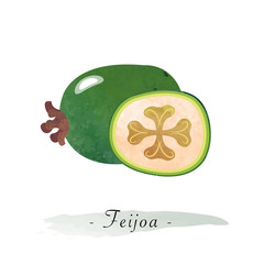 Colorful watercolor texture vector healthy fruit feijoa