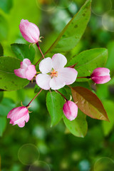 Apple blossom with pink buds in spring close-up
