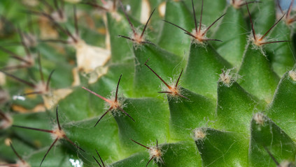 Macro cactus