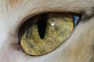 Cat's eye macro