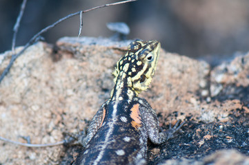 Yellow striped lizard