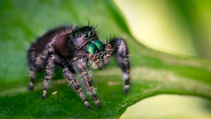 Jumping Spider looking sideways
