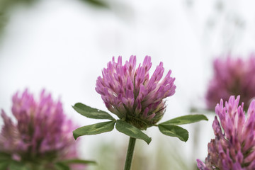 Pink clover flower closeup