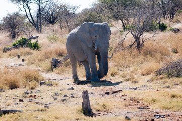 African elephants at waterhile