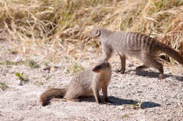 Banded mongoose family