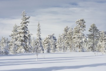 Winter landscape with snow covered trees 
