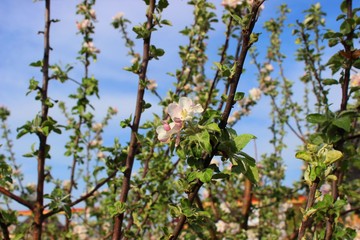 Fototapeta na wymiar Flowering apple tree. V2.