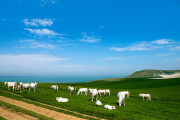 Fototapeta premium vache charolaises en pâture