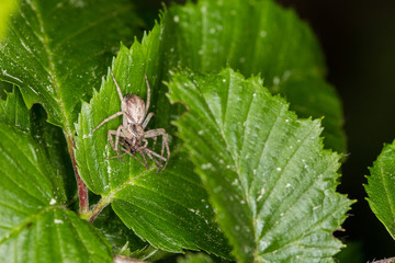 Spider on the hunt