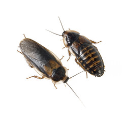 Schabe Männchen und Weibchen