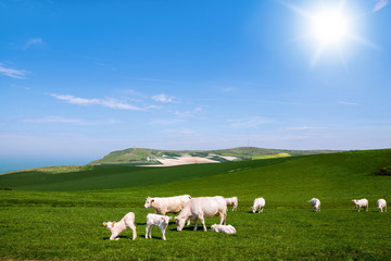 vache charolaises en pâture