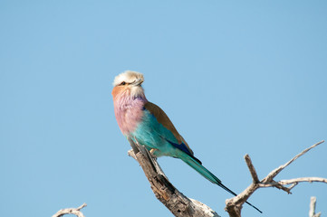 Lilac breasted roller