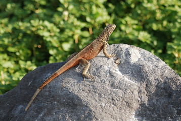 Galapagos Lizard - 0349