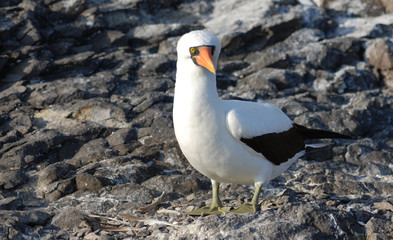 Galapagos Bird - 0384
