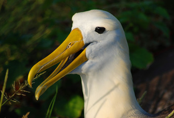 Galapagos Bird - 0421