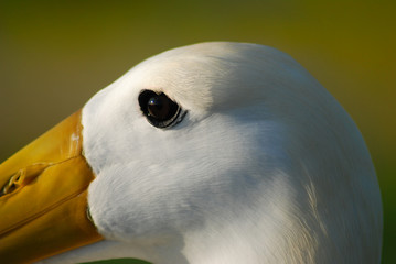 Galapagos Bird - 0415